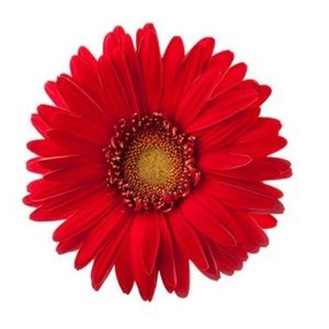 Meet your Posher, Carly